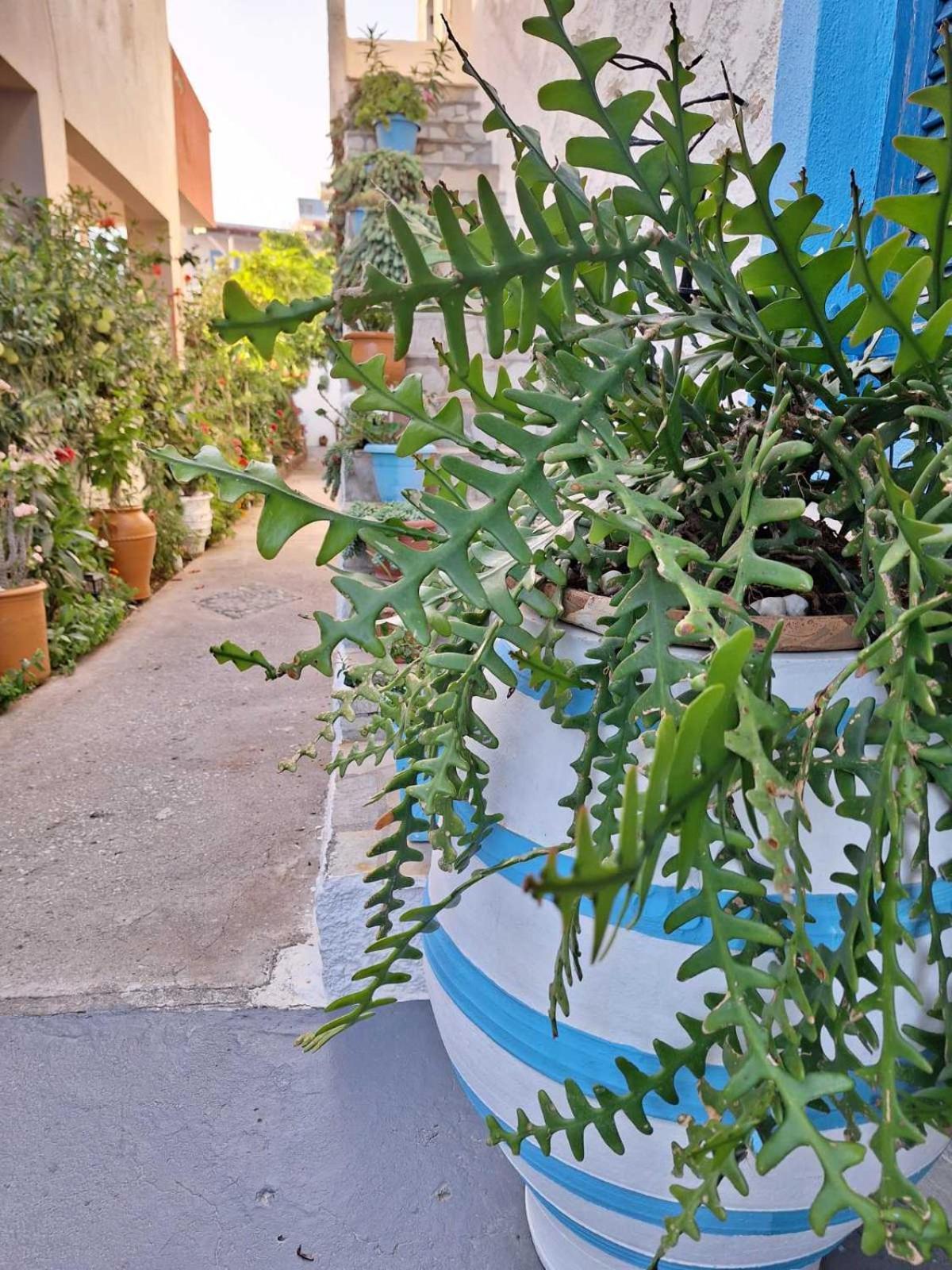 Βig Βlue Apartments Makrýgialos Exteriör bild